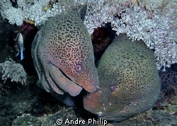 love whispering of giant morays... by Andre Philip 